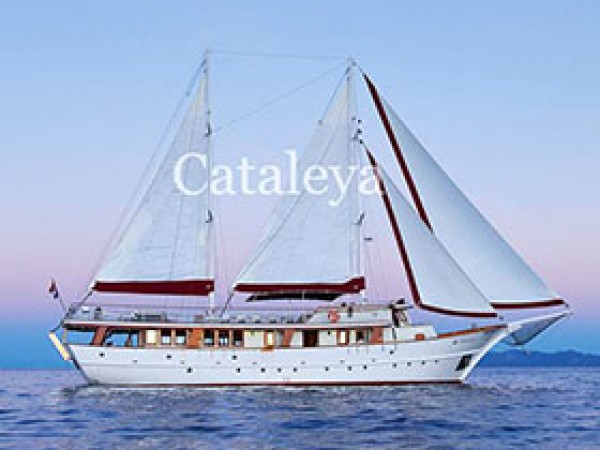 Cataleya جولية